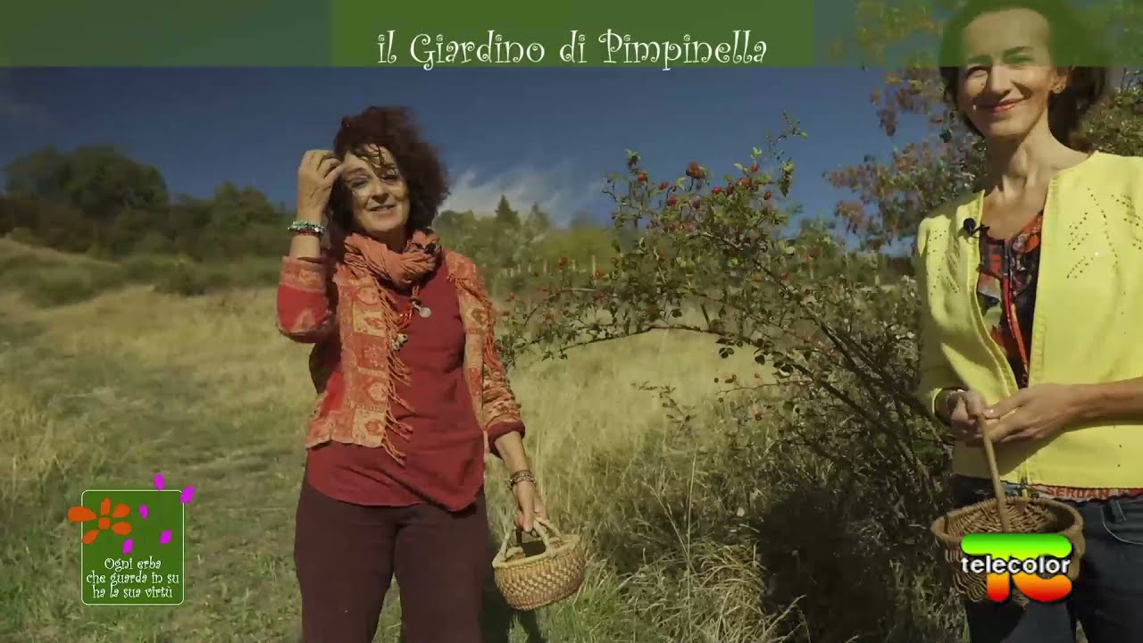 Ogni erba che guarda in su ha la sua vitù: Rosa canina 28.12.21