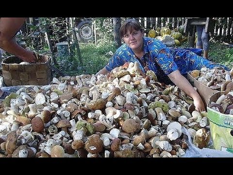 Как вырастить много белых грибов на своем участке (октябрь)