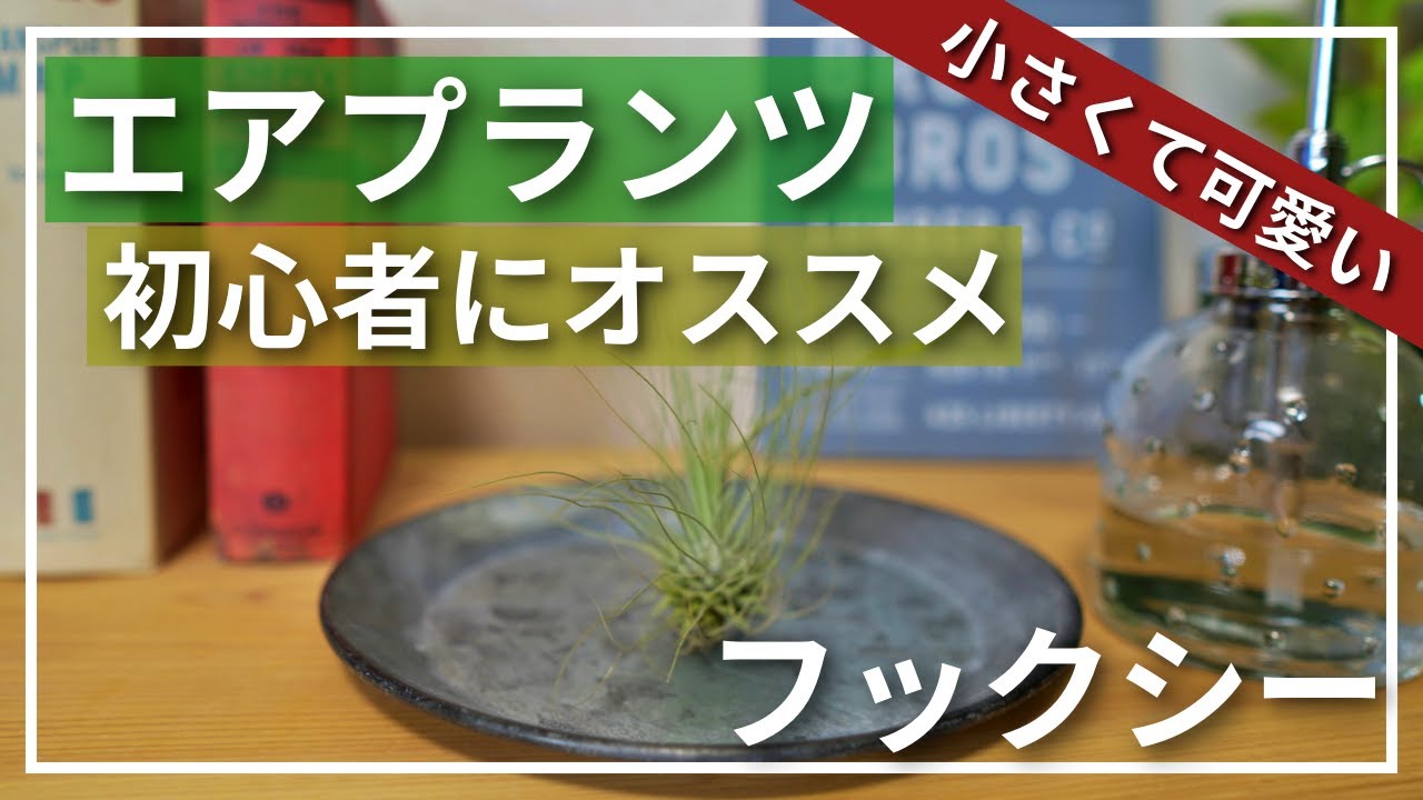 【エアプランツ】初心者にオススメ！見た目が可愛い「ティランジア・フックシー(フクシー)」をご紹介します！
