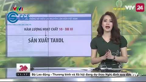 Thần dược Hàn Quốc với tinh dầu thông đỏ - CCS Healthcare