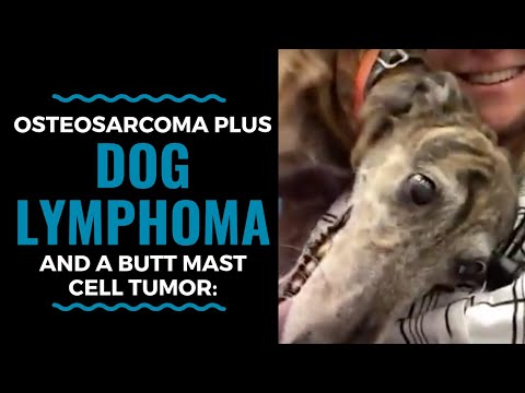 Vídeo: Càncer D'ossos (osteosarcoma) En Gossos