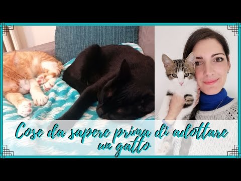 Video: Cosa sapere prima di portare a casa un gatto con i capelli lunghi