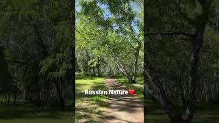 Russian Nature Люблю Русские Березы