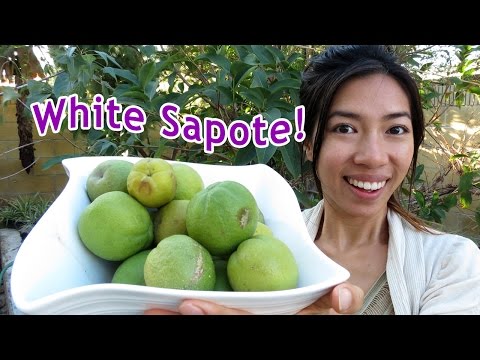 Eating Exotic White Sapote!