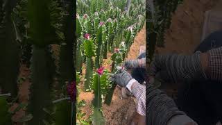 How Cactus Grafting is Done at the Farm | Step-by-Step Guide 🚜🌱