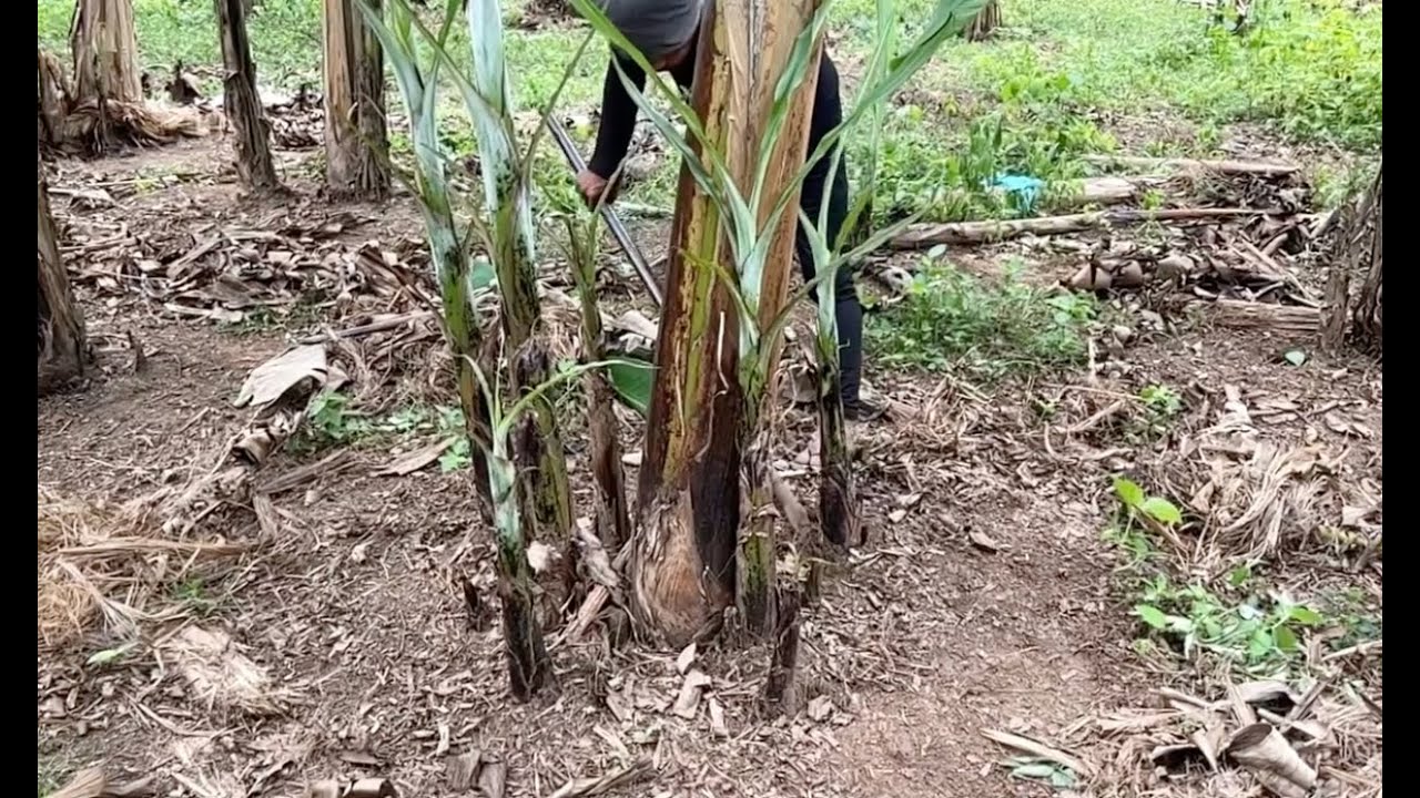 Banana Lakatan Sucker Control / DesuckeringGaano Ito ka importante!