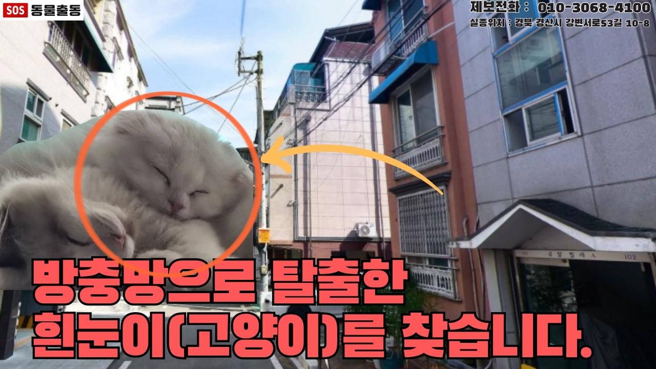 [고양이탐정] 방충망으로 뛰쳐나간 고양이 흰눈이를 찾습니다. (경산시 실종동물 방송)