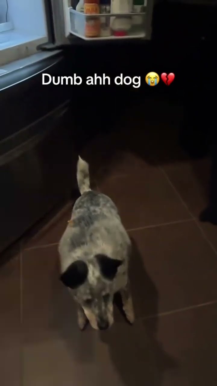 Doggyo like aye say what man I can’t see