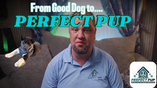 transform your dog into a Perfect Pup