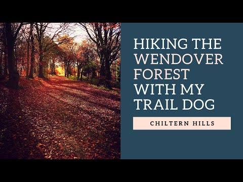 Hiking The INCREDIBLE WENDOVER FOREST TRAIL With My Trail Dog (Chilterns, England)