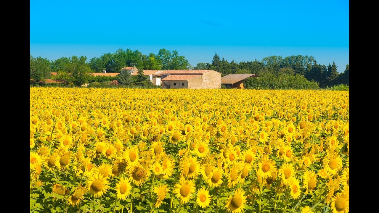 Чем отличается сорт подсолнечника Лакомка? - YouTube