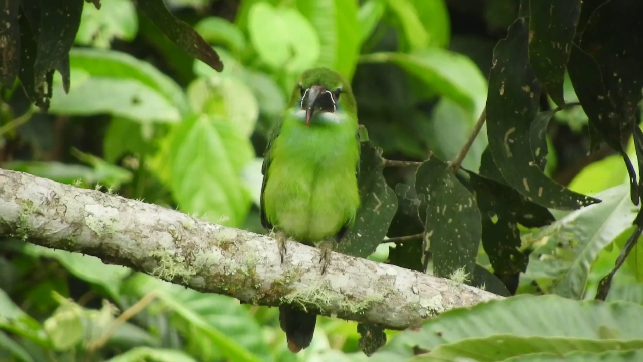 Chestnut tipped Toucanet, Wildsumaco, Napo, Ecuador 