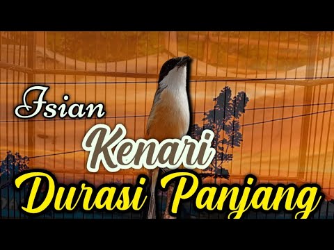 CENDET GACOR ISIAN KENARI DURASI PANJANG