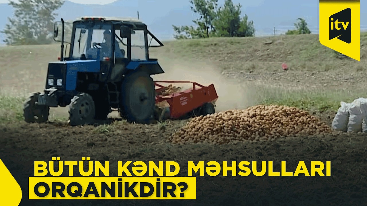 Kənd məhsulu alarkən nələrə diqqət etməliyik? – XƏBƏRDARLIQ