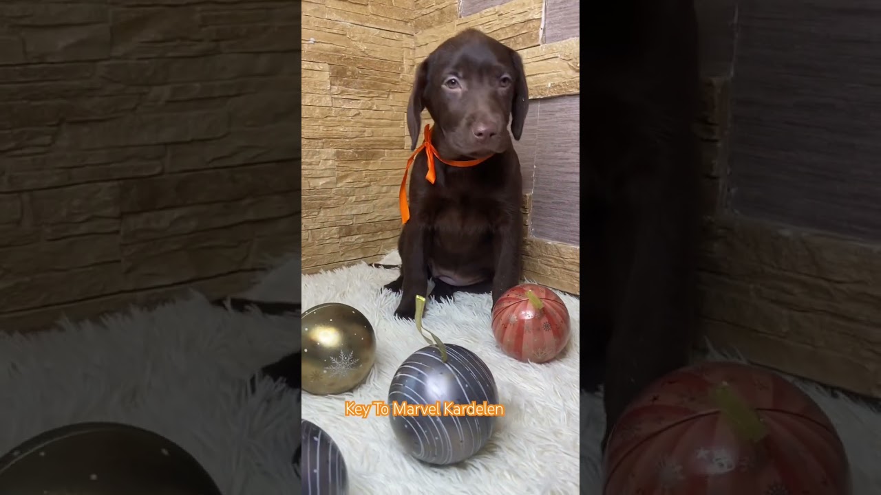 Key To Marvel Kardelen 