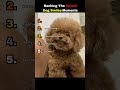 Which smile is your favorite?? #dogs #funny #shorts