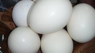 للبيع بيض نعام | بيض للبيع 2020