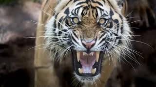 أصوات الحيوانات   صوت النمر  _ Sound of tiger