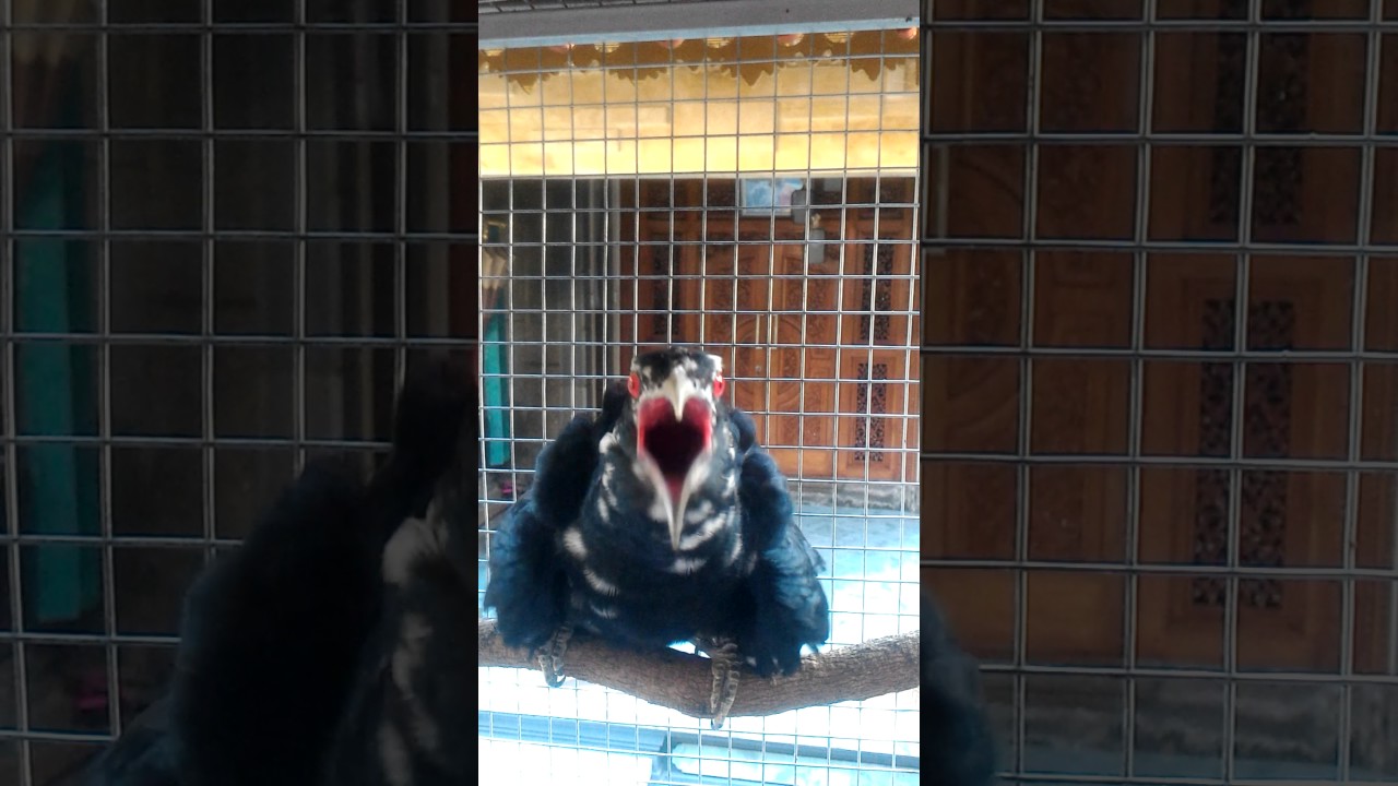 Burung Misteri Dan Unik Si Burung Tuwu Betina Rasa Jantan By Alfa 015