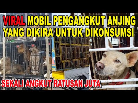 Video: Cara Mengangkut Anjing