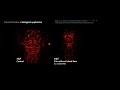 I2k 2020 tutorial quantification of the 3d brain vasculature in zebrafish light shee session 1