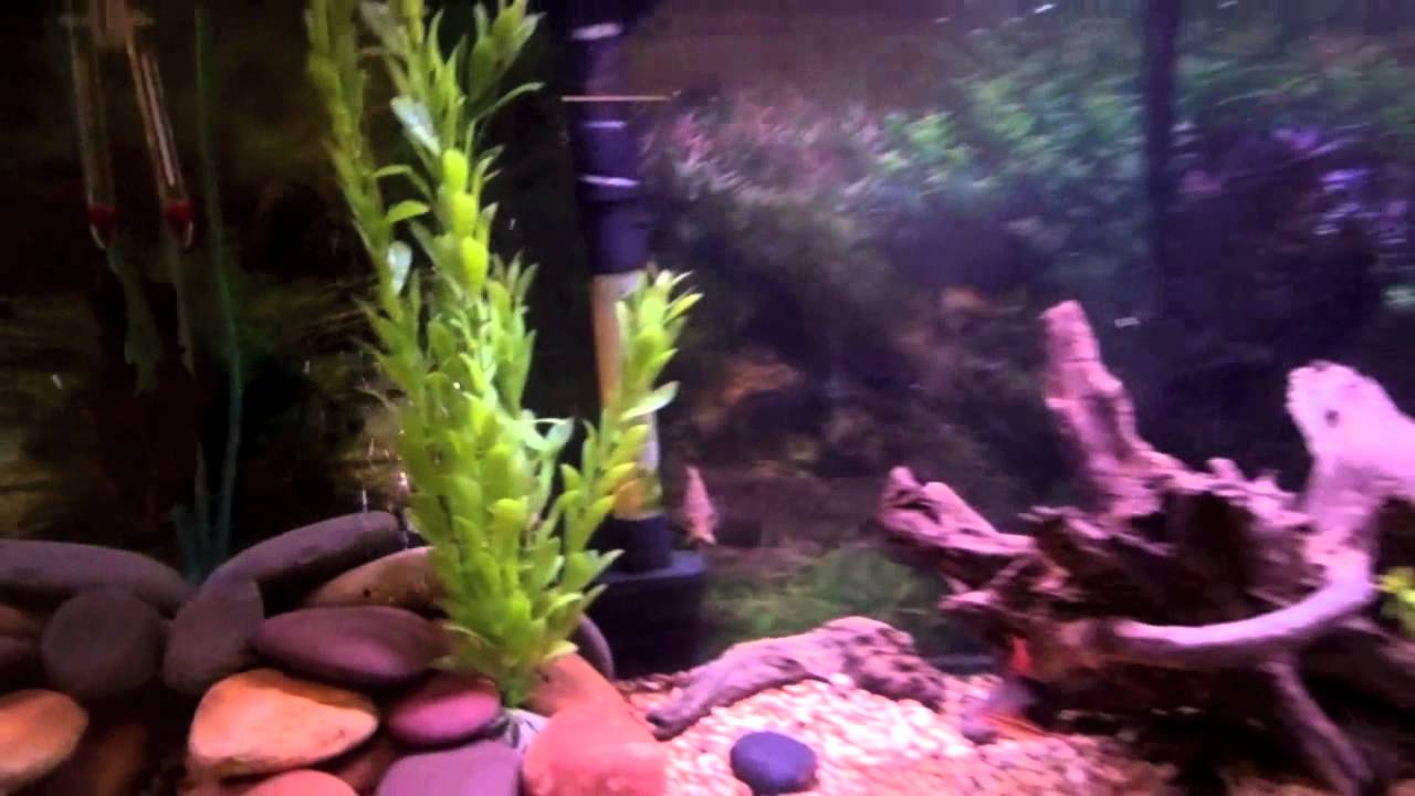 Spotted African Leaf Fish (Leopard Ctenopoma)