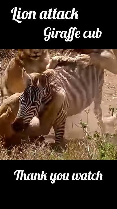#10 lion attack giraffe cub - YouTube