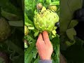 harvesting fresh green artichokes from the plant and cutting them carefully with a sharp knife