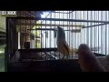 Burung Cendet Suara Ayam Wkwkwkwk Omkicau(.mp3 .mp4) Mp3 - Mp4 Download