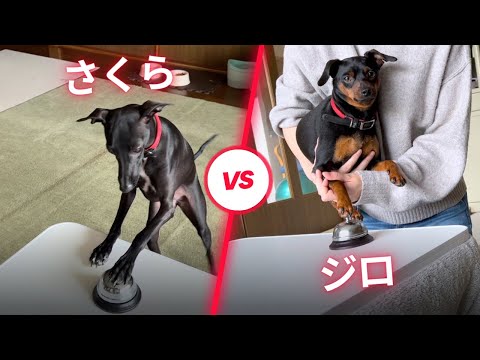 ベル鳴らし対決をするジロとさくら【ミニピン】【さくら】