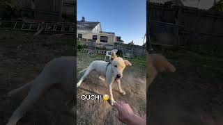 Scare a #dog #funny#fyp#dog#funnydog#funnyvideos#doglover#foryoupage