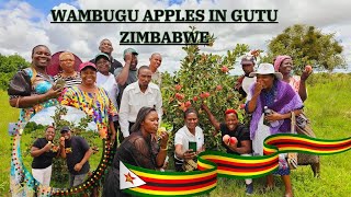FARMERS IN ZIMBABWE LEARNING AND CELEBRATING THE PHENOMENAL PERFOMANCE OF WAMBUGU APPLES IN ZIMBABWE
