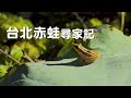 【棲地復育】台北赤蛙尋家記｜從瀕臨絕種到復育之路 (我們的島 1128集 2021-10-25)
