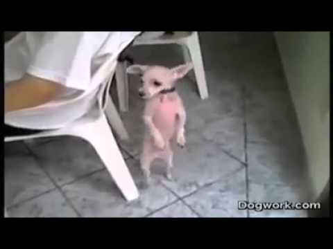 Cachorreira Dançando