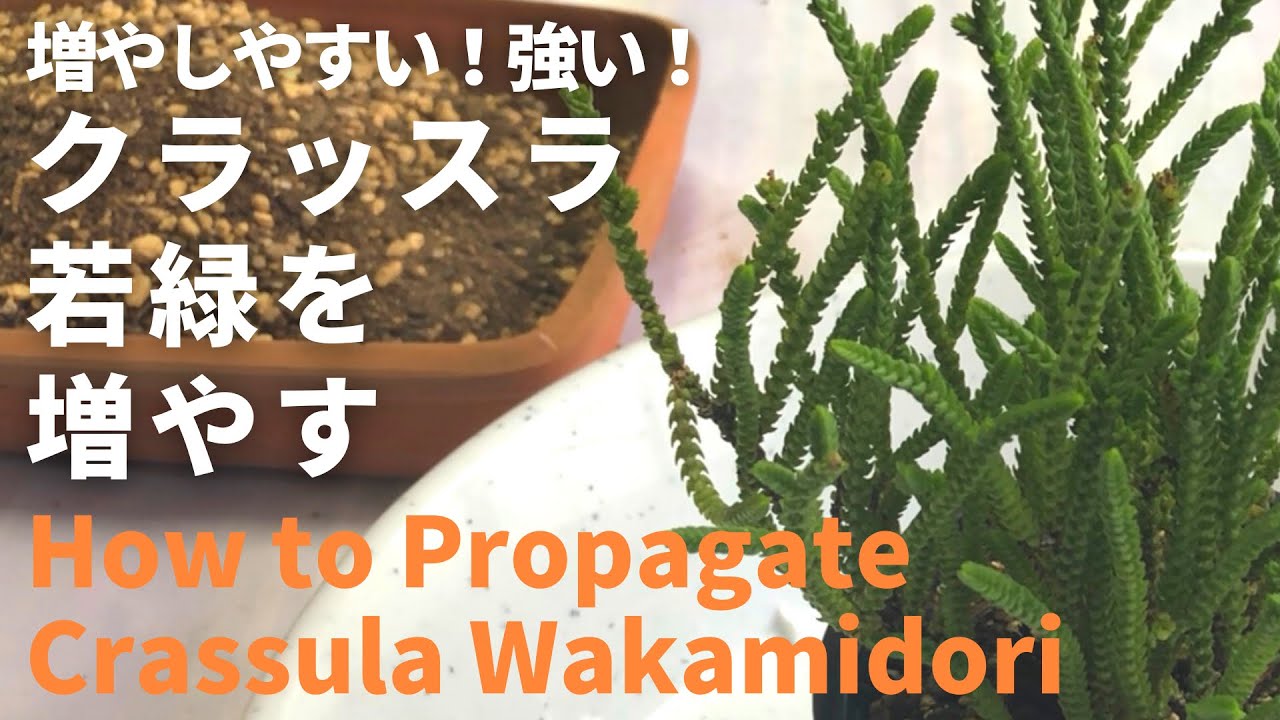 多肉植物 クラッスラ若緑の増やし方 How To Propagate Crassula Wakamidori Succulents Youtube