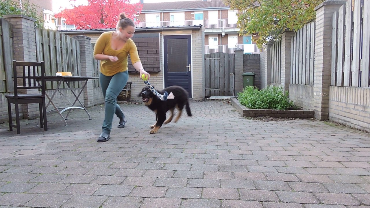 Basic obedience with 18-week (4,5 month) old hovawart