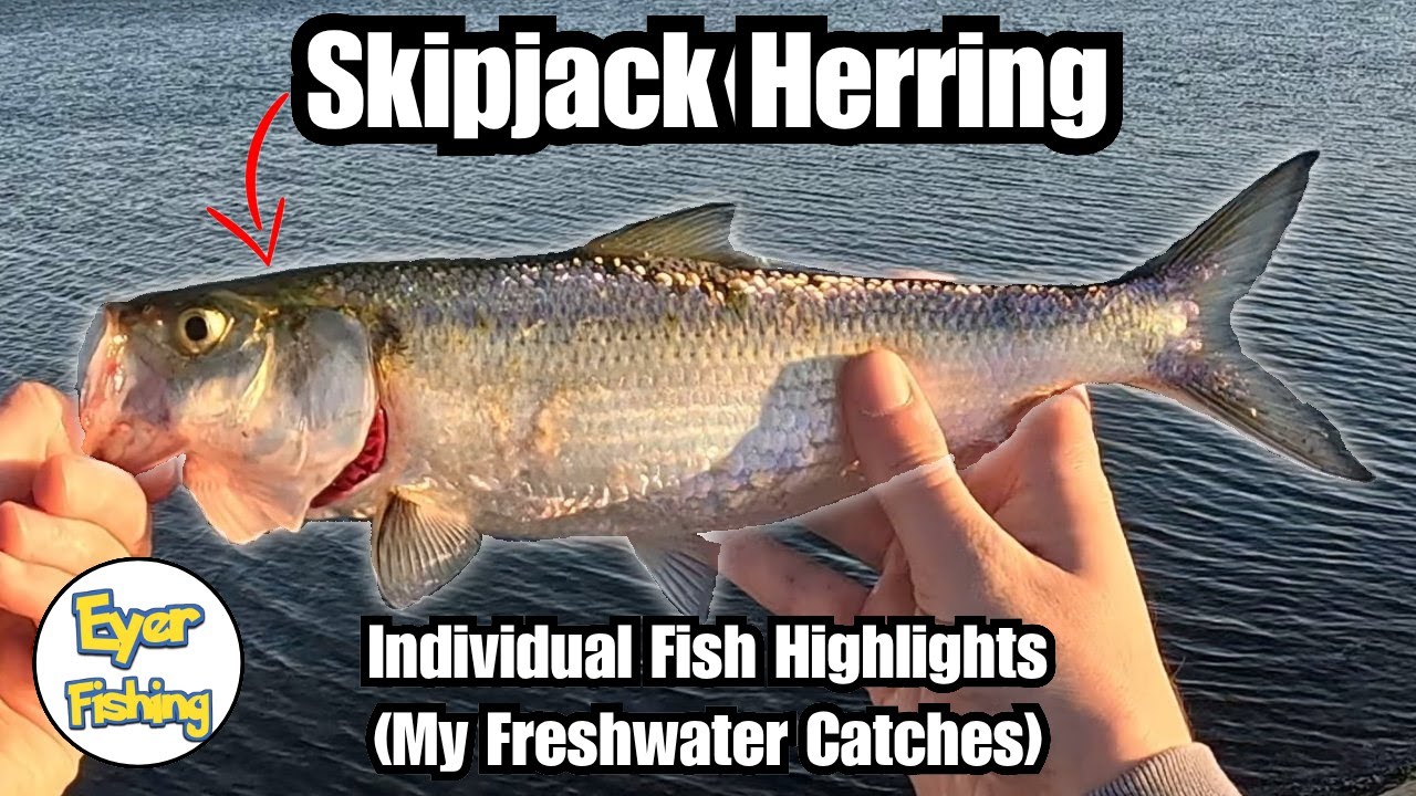 Freshwater Fish I've Caught - Skipjack Herring (Alosa chrysochloris)