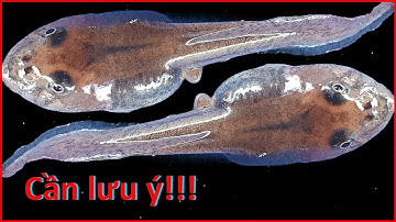 ẾCH CON - SẢN XUẤT ẾCH GIỐNG, CÁCH CHĂM SÓC NÒNG NỌC  VÀ KĨ THUẬT PHÒNG BỆNH