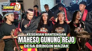 MAHESO GUNUNG REJO Bantengan Performance 🔴 BRINGIN WAJAK VILLAGE