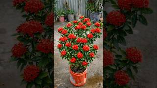 Ixora Plant Care 🌺 Easy Home Tips