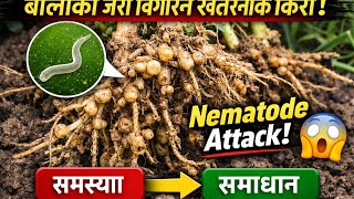 तरकारी बालीमा निमाटोड किन लाग्छ? | Nematode Control in Vegetable | Agriculture Tips Nepal