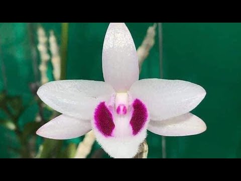 Video LINH MY CHIA SẺ ÁM ĐỊCH QUẢ 0382.035.821 || PHONG LAN... - youtube