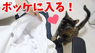 ママが着るにゃんガルーパーカーが大好きなサビ猫