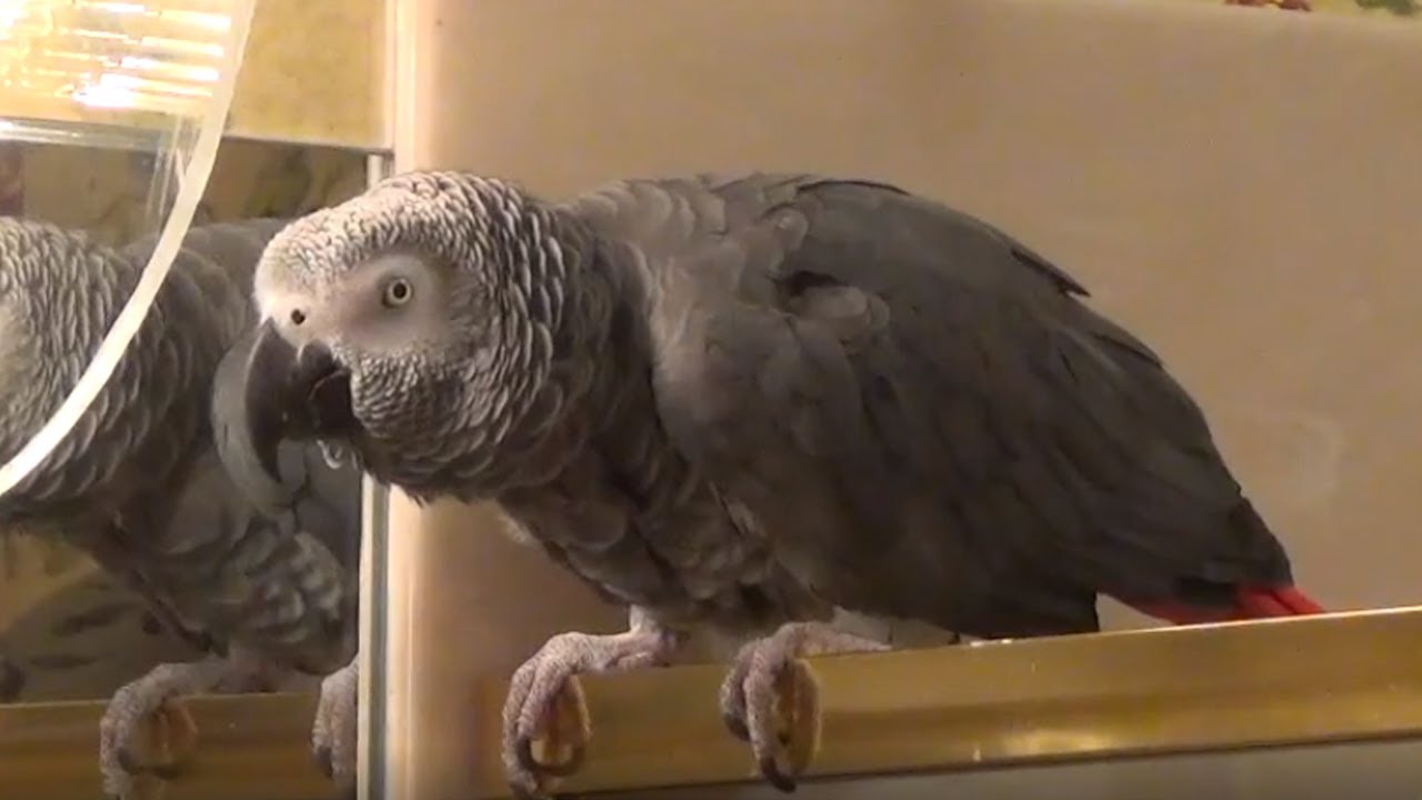 videos for cats Talking parrot discusses nighttime routine with owner