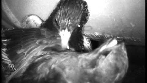 Gierzwaluw versus Spreeuw - Swift versus Starling