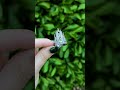 Silver Peridot Rose Cathedral Ring