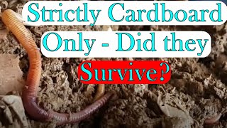 Strictly Cardboard Only Worm Bin 6 Month Update
