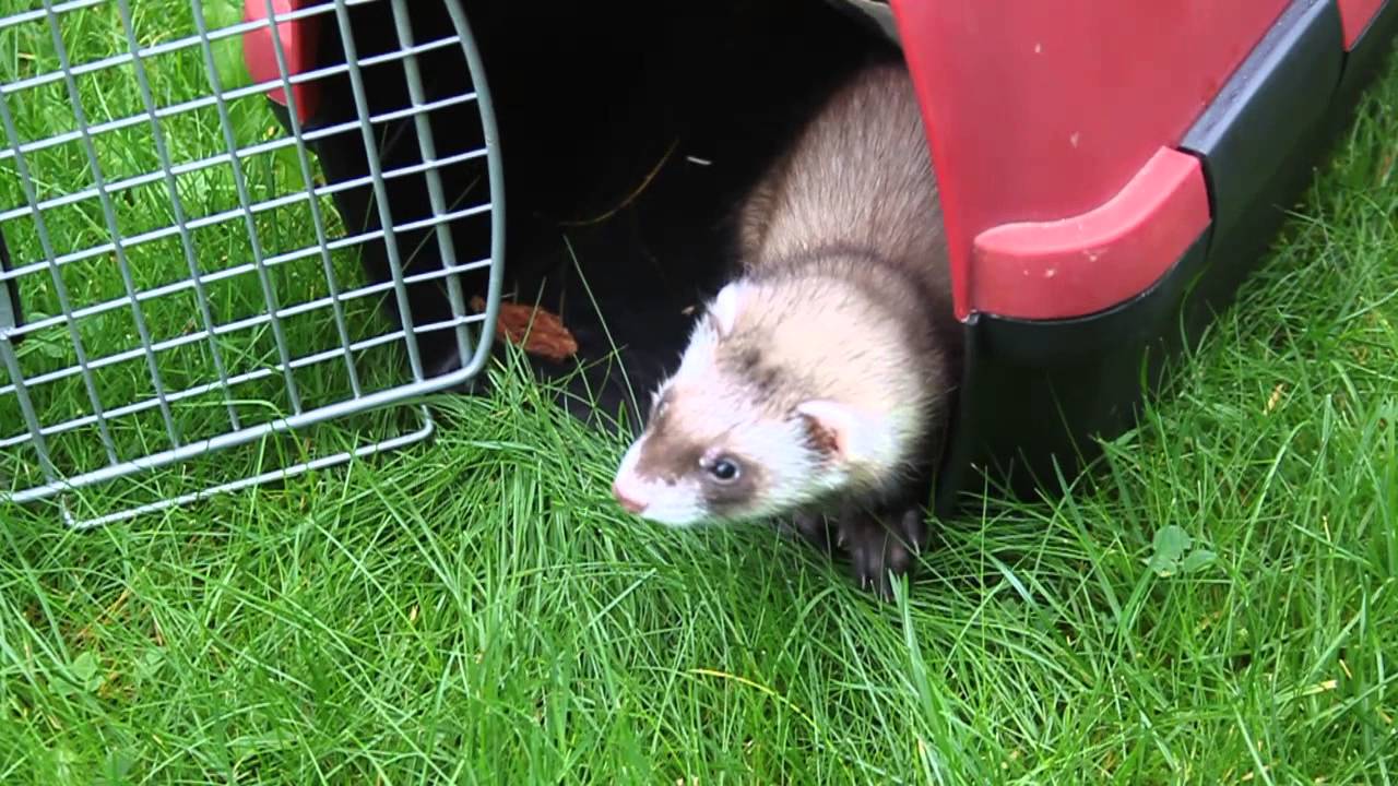 8 week old ferret