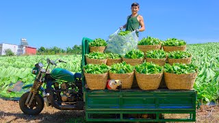 Harvest A Three-Wheeler Cart Of Mustard Greens Go To Market Sell,Clear More Land To Plant Vegetables