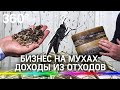 «Они пьют воду и занимаются любовью»: как тропические мухи превращают отходы в мыло?